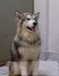 爱犬