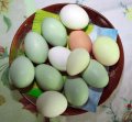 绿壳鸡蛋