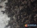 河南义马毛沟食用菌种植基地