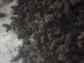 猪苓，猪苓菌种