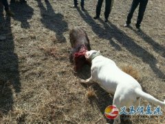 河南洛阳第一届杜高犬咬猪比赛