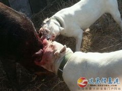 河南洛阳第一届杜高犬咬猪比赛