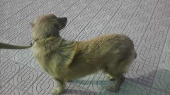 6个月大的金毛只卖个狗粮钱600元