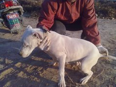 世界名犬－－杜高犬