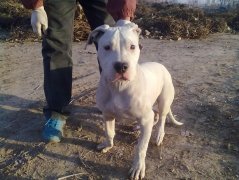 世界名犬－－杜高犬