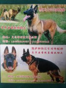 出售各种宠物狗，纯血统马犬幼崽，另有各种血统纯正的公种对外配