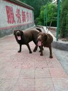 义马付村犬友俱乐部有狗出售