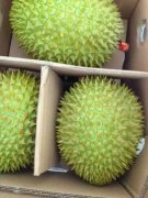 义马有喜欢吃榴莲的人士吗？团购越南、泰国金枕榴莲，中越边境发