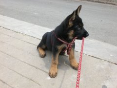 本人有纯种德牧幼犬4只出售