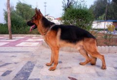 本人有纯种德牧幼犬4只出售