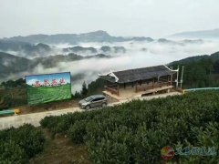 招工:现招一批采茶工去贵州或者浙江