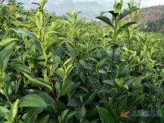 招工:现招一批采茶工去贵州或者浙江