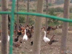 出售绝对散养笨鸡，绿色、环保、不喂食任何快速生长饲料。