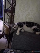 美短小公已绝育找好人领养