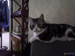 美短小公已绝育找好人领养