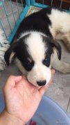 自家柯基生的毛孩子出售