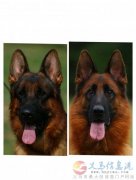 《德国牧羊犬》精品