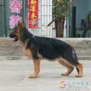 《德国牧羊犬》精品