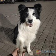 义马市寻狗