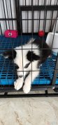 卖宠物狗（纯种边牧）