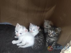 一个多月小猫无偿领养
