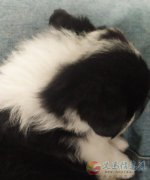 边牧幼犬一个月
