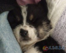 边牧幼犬