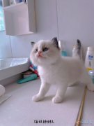 出8只布偶猫，公母都有