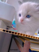 出8只布偶猫，公母都有