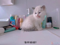 小布偶猫随时可以去新家