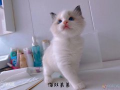 小布偶猫随时可以去新家