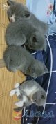 有偿领养，非诚勿扰。