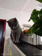 英国蓝短猫收留