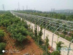 义马市狂口农开农业种植有限公司对外招租，寻求合作伙伴