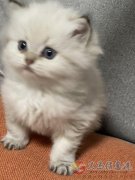 奶萌的猫咪接预定了