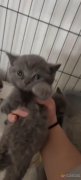 英短蓝猫有喜欢的联系