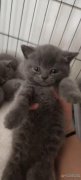 英短蓝猫有喜欢的联系