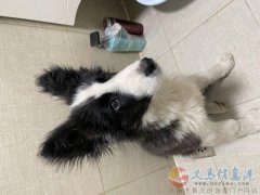 边牧丢失，寻求帮忙