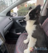 边牧丢失，寻求帮忙