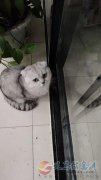 卖宠物猫因为家里人没有时间出售宠物猫两只