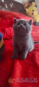英短蓝猫，蓝白，有喜欢的加V。Z315150