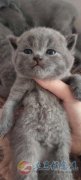 英短蓝猫，蓝白，有喜欢的加V。Z315150