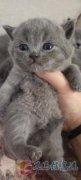 英短蓝猫，蓝白，有喜欢的加V。Z315150