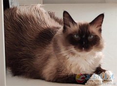 转让健康温顺可爱不抓不挠不咬人的布偶陪伴猫