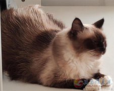 转让健康温顺可爱不抓不挠不咬人的布偶陪伴猫