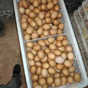 养殖场 收饲养员  收鸡蛋